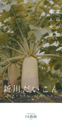 Niikawa daikon