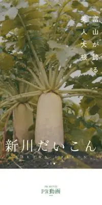 新川だいこんのLPデザイン（フルーツ・果物・野菜／ベージュ系／シンプル系）スマホ版