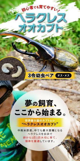 Easy to raise even for beginners! Herakuresu Ookabuto