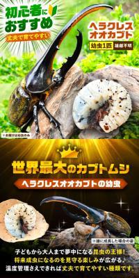 Herakuresu Ookabuto LP design (Pet food and pet supplies)
