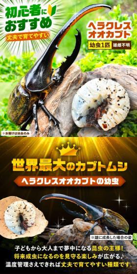 Herakuresu Ookabuto recommended for beginners