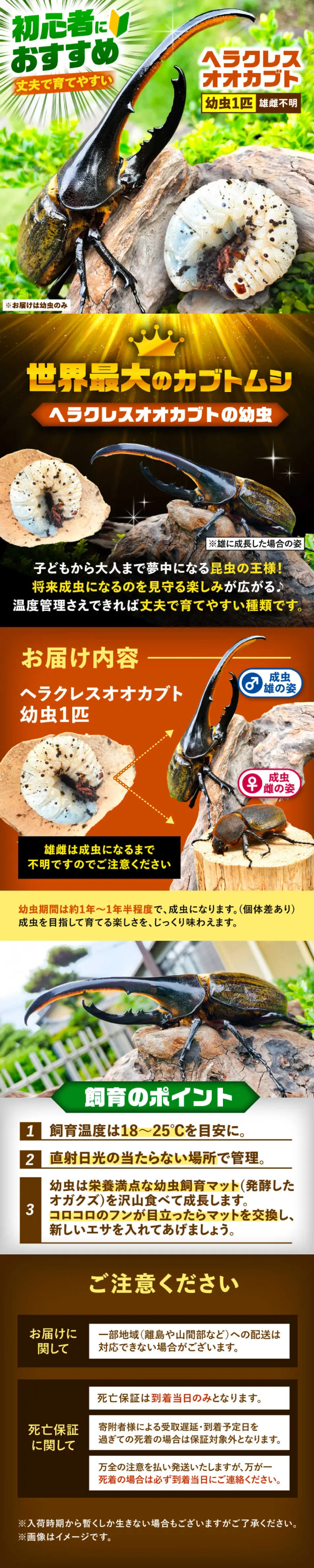 ヘラクレスオオカブトのLPデザイン（ペットフード ・ ペット用品／ブラウン系／にぎやか系）PC版