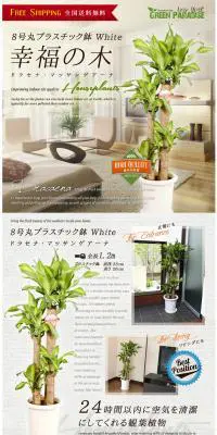 幸福の木のLPデザイン（インテリア・家具・寝具／ホワイト系／シンプル系）PC版