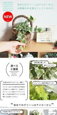 ヘデラ　可愛いバスケットセットの　アイビー♪のLPデザイン（インテリア・家具・寝具／ホワイト系／シンプル系）PC版