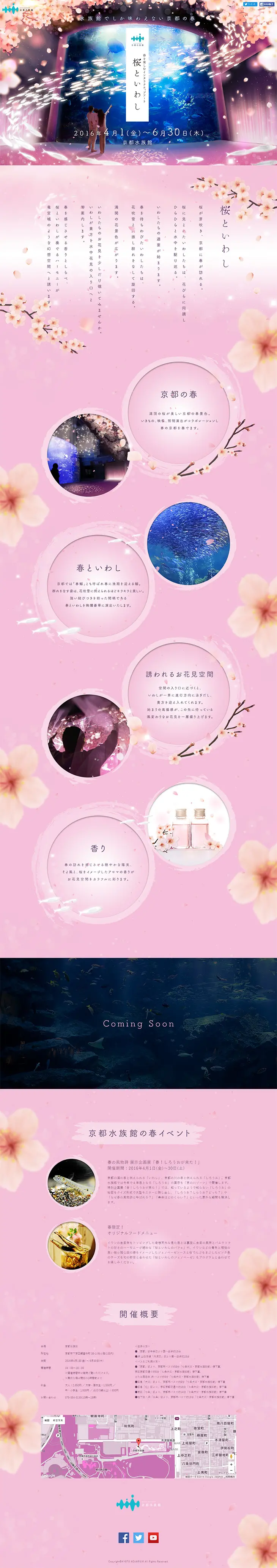Interactive Art to Enjoy Spring: Cherry Blossoms and Sardines LP design (Services, Insurance, and Finance / Pink shades / Lively type) PC version