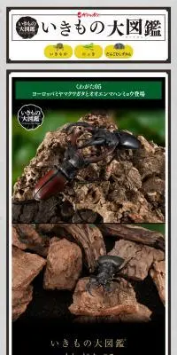 いきもの大図鑑　くわがた5のLPデザイン（玩具・ホビー・フィギュア／ブラック系／かっこいい系）PC版