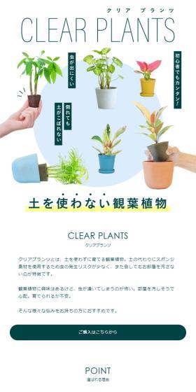 Soil-free houseplants