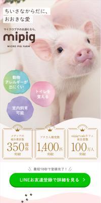 Micro pig