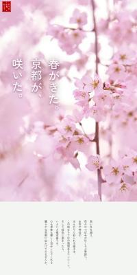 Spring has arrived. Kyoto has bloomed.
