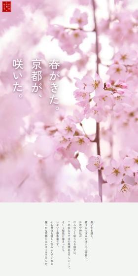 Spring has arrived. Kyoto has bloomed.