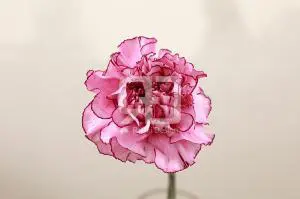 フラワーギフトの写真撮影実績