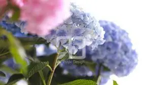 紫陽花の写真撮影実績