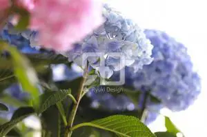 フラワーギフトの写真撮影実績