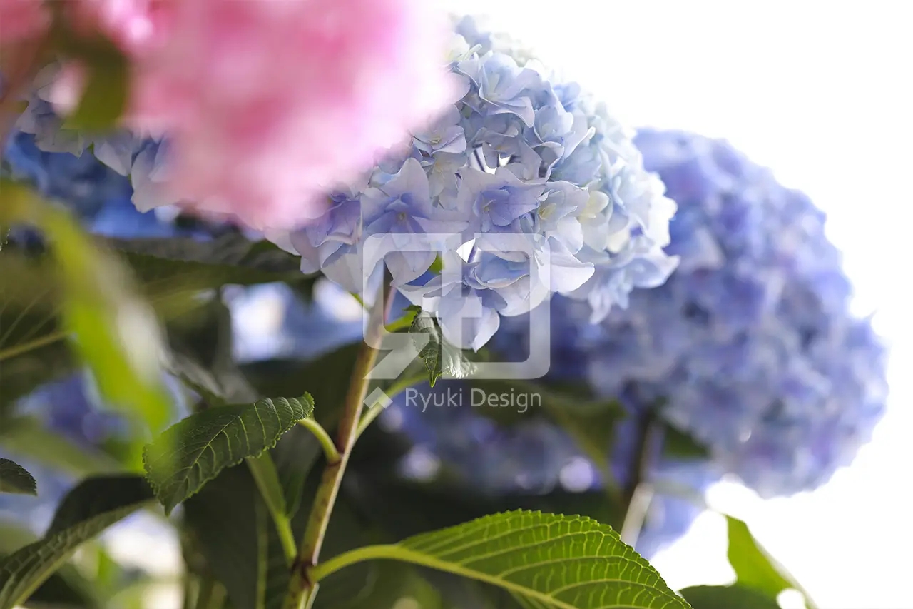 フラワーギフトの写真撮影実績