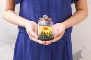 ひまわりのグラスドームの写真撮影実績