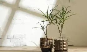観葉植物の写真撮影実績（インテリア）
