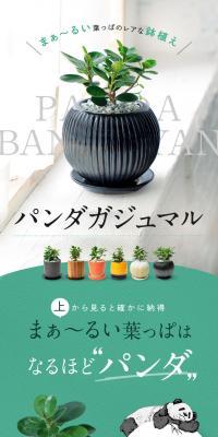 パンダガジュマルのLPデザイン（花・観葉植物・造花／ブラック系／シンプル系）スマホ版