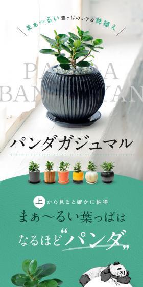パンダガジュマルのLPデザイン（花・観葉植物・造花／ブラック系／シンプル系）スマホ版
