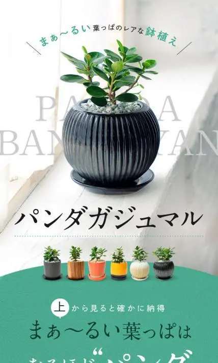パンダガジュマル｜フラワーショップ プラナージュ様のLP制作実績