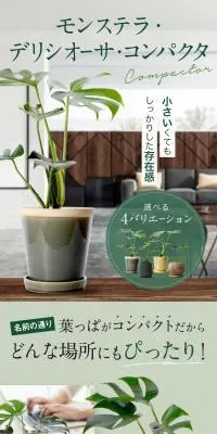 モンステラ・デリシオーサ・コンパクタのLPデザイン（インテリア・小物・雑貨／ピンク系／スタイリッシュ系）スマホ版