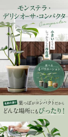モンステラ・デリシオーサ・コンパクタのLPデザイン（インテリア・小物・雑貨／ピンク系／スタイリッシュ系）スマホ版