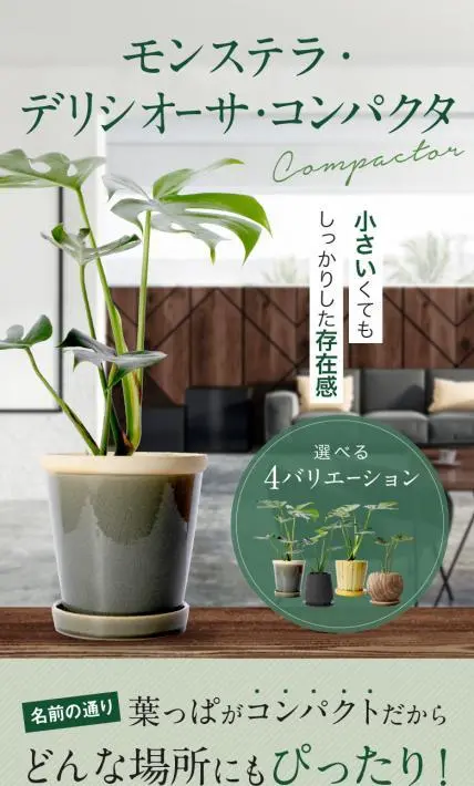 モンステラ・デリシオーサ・コンパクタ｜株式会社プラナージュ様のLP制作実績